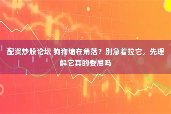 配资炒股论坛 狗狗缩在角落？别急着拉它，先理解它真的委屈吗